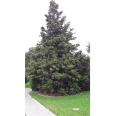 Cryptomeria japonica